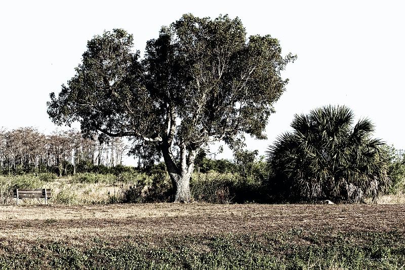 20090220_163923 D3 P1 5100x3400 srgb.jpg - Loxahatchee National Wildlife Preserve